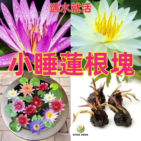 蓮花種植水深|香水蓮花